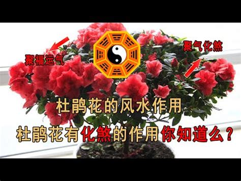 杜鵑花禁忌|【家裡種杜鵑】家裡種杜鵑，風水禁忌超重要！擺對旺家運，擺錯。